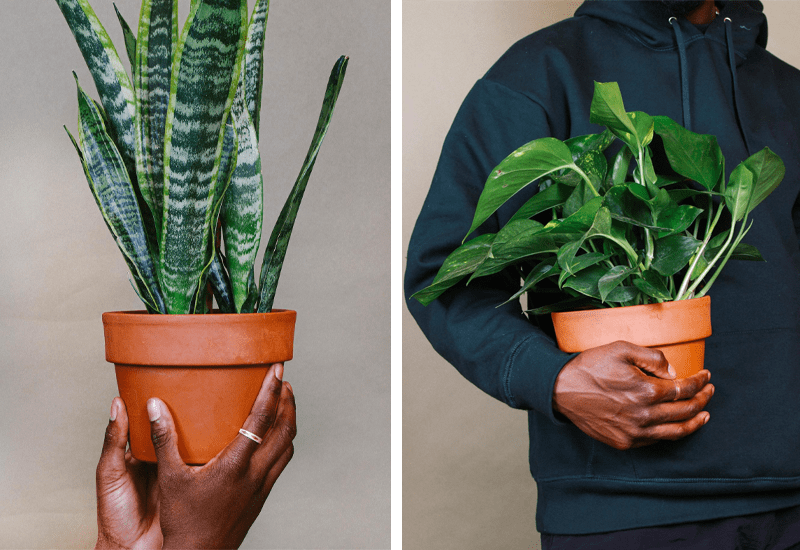 D.C. Women Launch ‘Grounded,’ A Therapeutic Plant Subscription Service 1 144