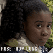 Rose From Concrete
